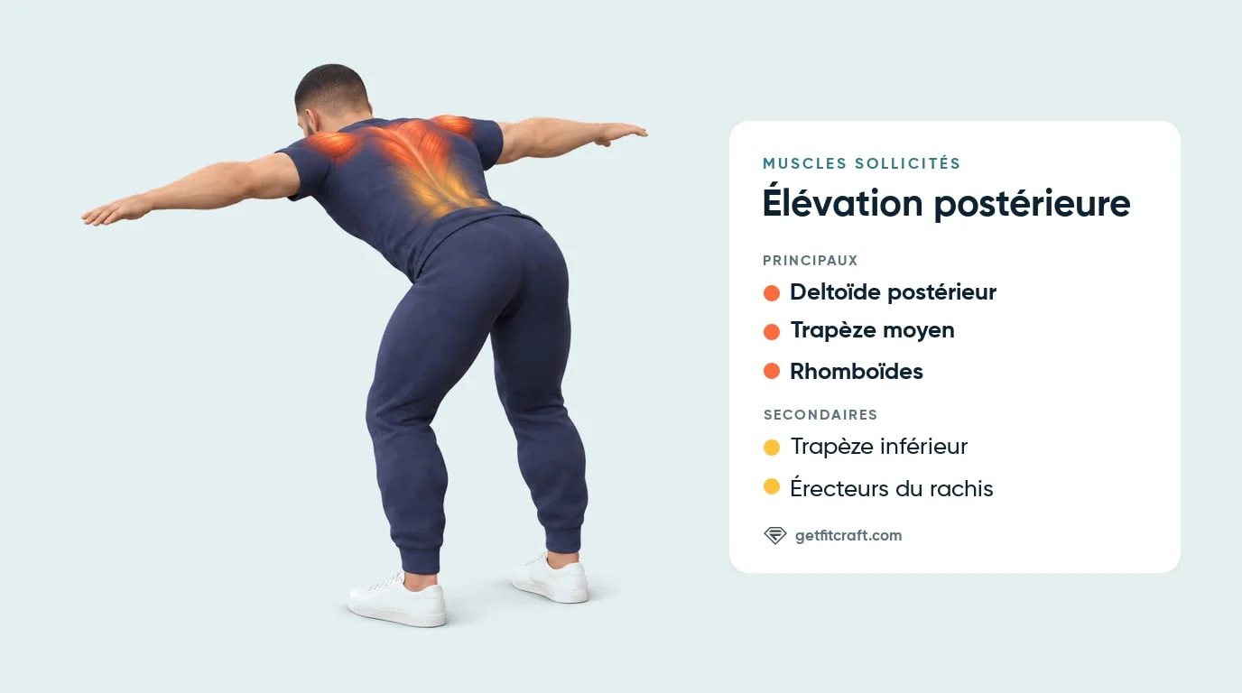 Élévation postérieure, muscles : deltoïdes postérieurs, trapèze moyen, rhomboïdes ; trapèze inférieur, érecteurs du rachis
