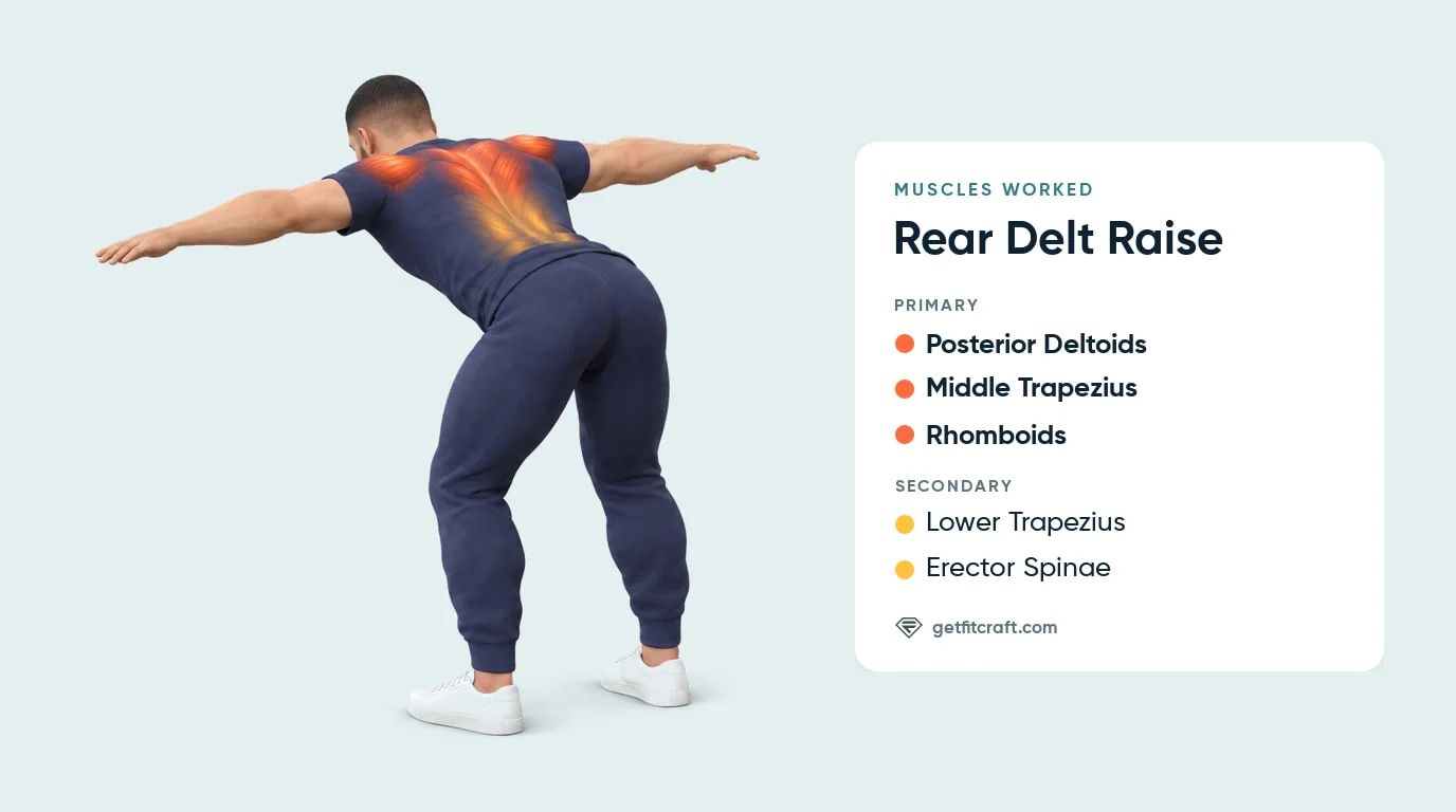 Rear delt raise muscles worked: rear delts, mid traps and rhomboids as primary, lower traps and erector spinae as secondary