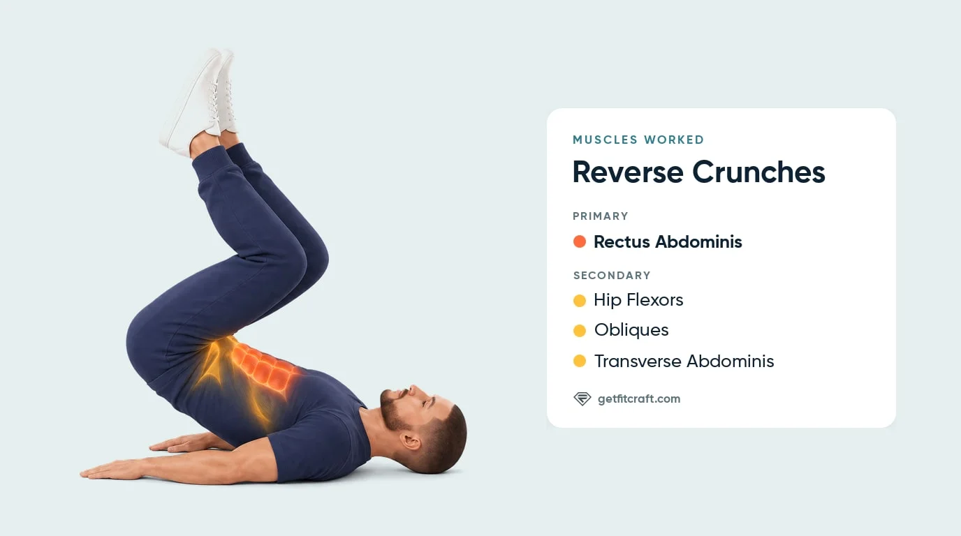 Reverse crunch muscles worked: rectus abdominis highlighted, with hip flexors, obliques and transverse abdominis, hips up