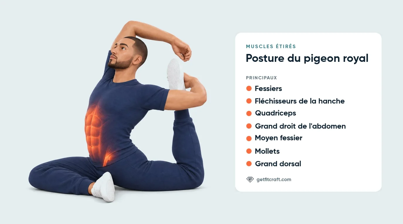 Pigeon royal, muscles étirés : abdomen et fléchisseurs de la hanche en évidence, avec fessiers et quadriceps