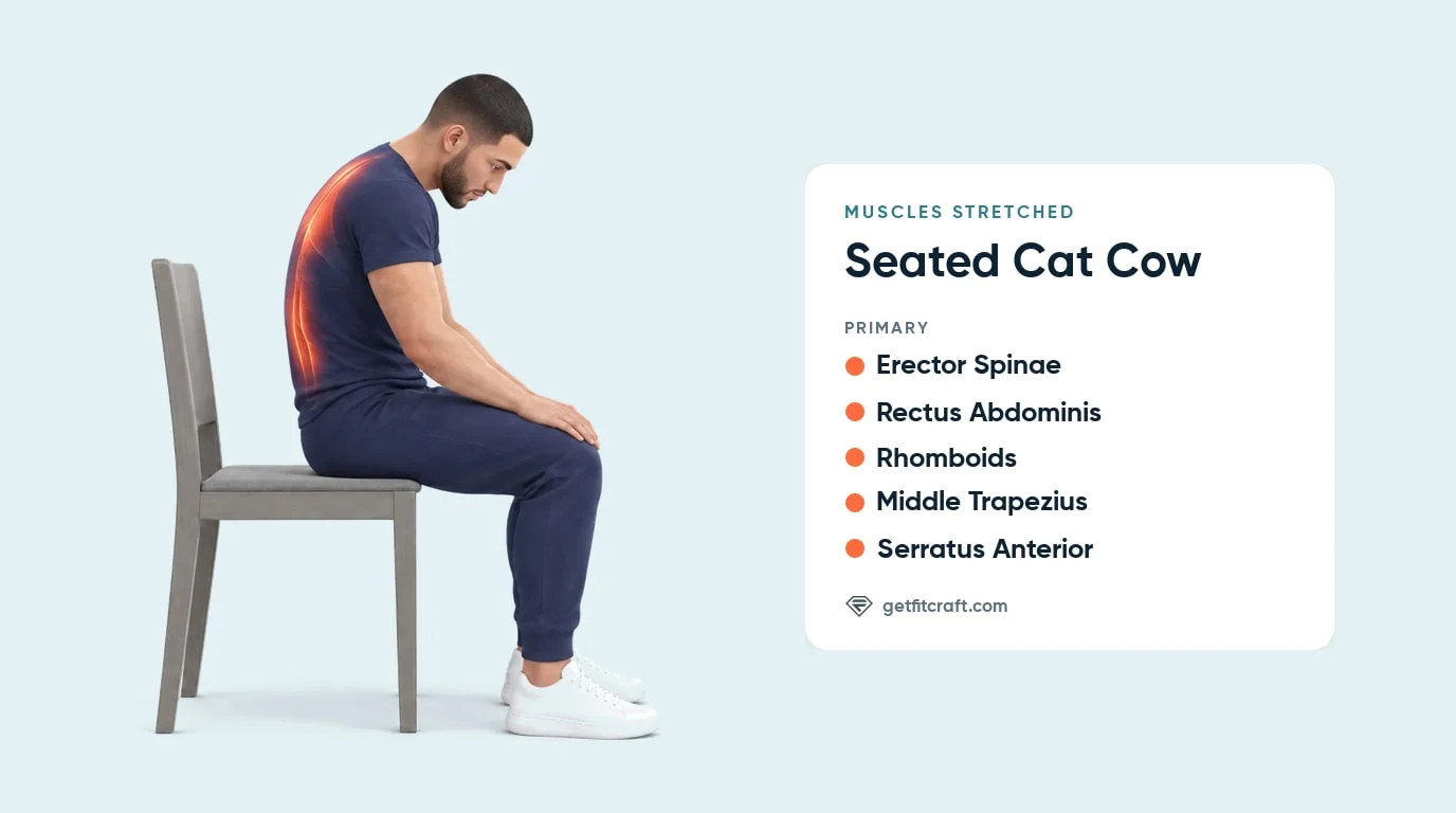 Seated cat cow muscles stretched: erector spinae, rectus abdominis, rhomboids, middle trapezius, serratus anterior, cat shown