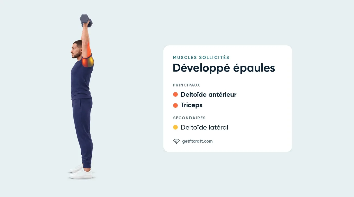 Muscles du développé épaules avec haltères : deltoïde antérieur et triceps, avec l'aide du deltoïde latéral