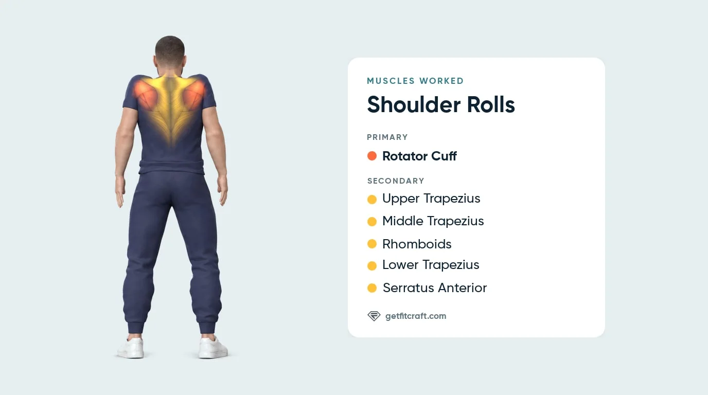 Shoulder rolls muscles worked, rear view: rotator cuff, upper, middle and lower trapezius, rhomboids and serratus anterior
