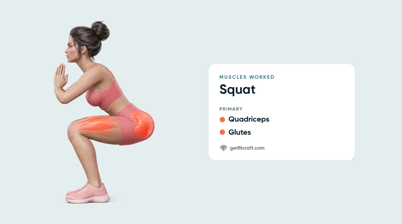 Squats muscles worked: quadriceps and glutes highlighted on a bodyweight squat seen from the side, thighs about level