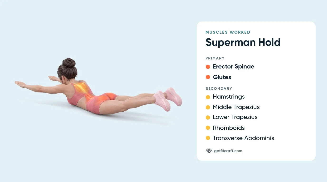 Superman exercise muscles worked: erector spinae, glutes, hamstrings, mid and lower traps, rhomboids and transverse abdominis