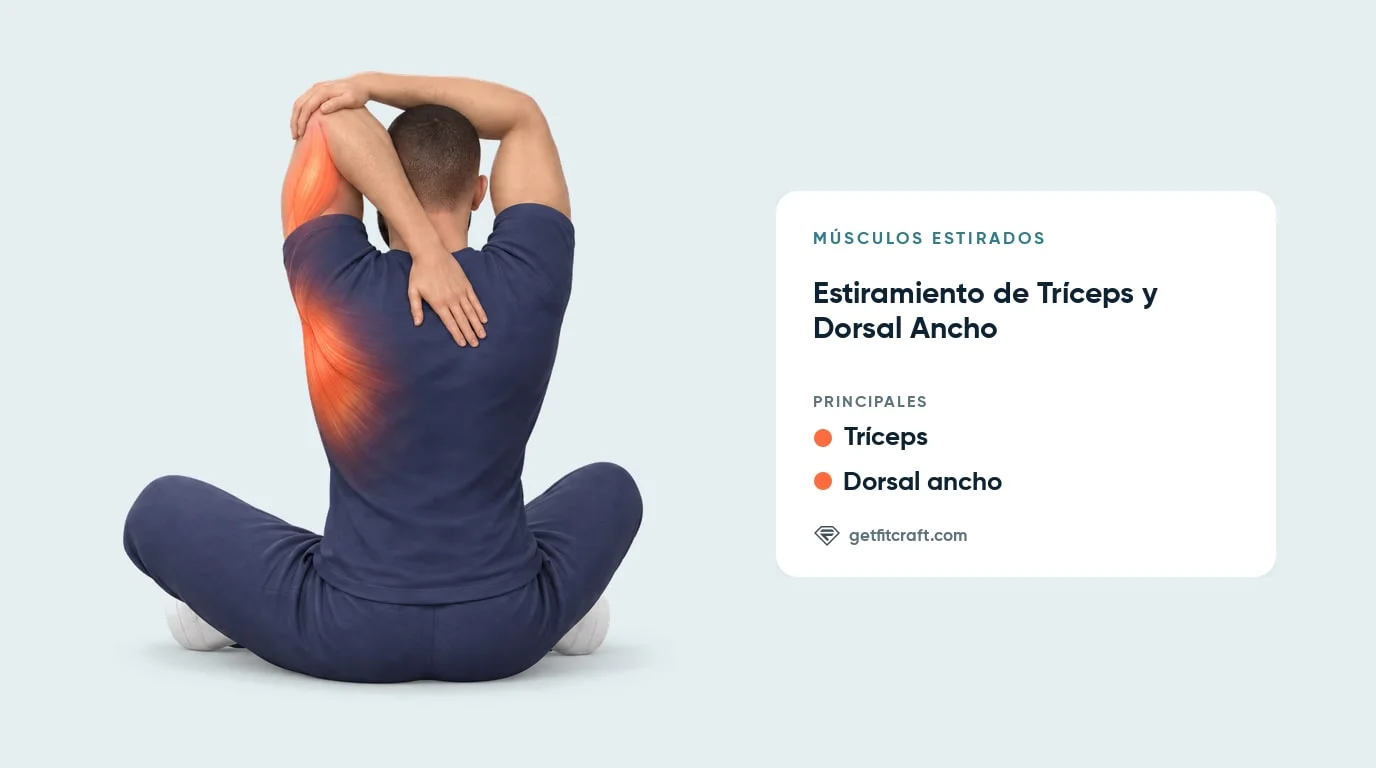 Estiramiento de tríceps y dorsal ancho por encima de la cabeza: tríceps y dorsal ancho resaltados, vista trasera sentado