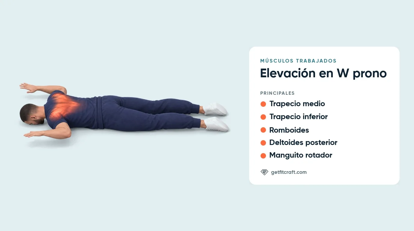 Elevaciones en W prono, músculos trabajados: trapecio medio e inferior, romboides, deltoides posteriores y manguito rotador