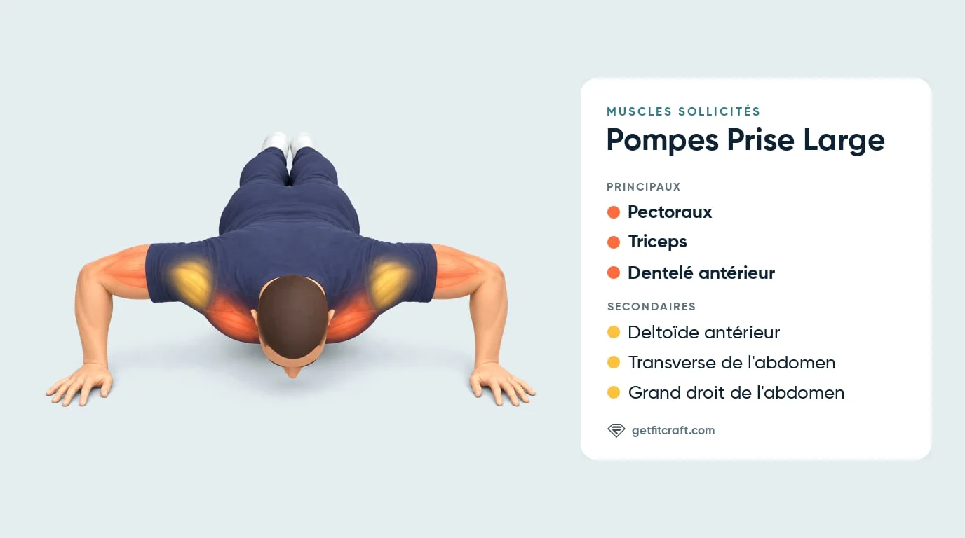 Pompes prise large, muscles, vue de face en bas : pectoraux, triceps, dentelé antérieur, deltoïde antérieur et abdos