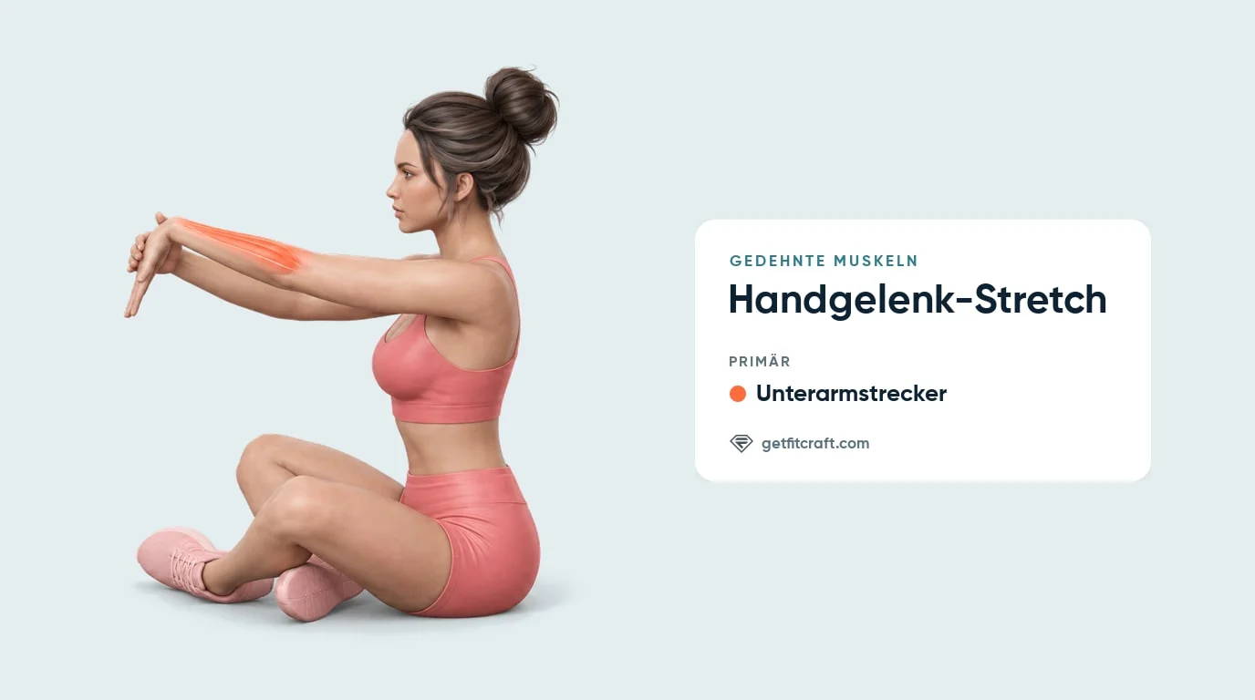 Handgelenk-Stretch, gedehnte Muskeln: die Unterarmstrecker leuchten an der Oberseite des Unterarms im Sitzen auf