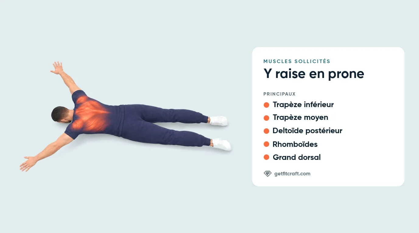 Y raise en prone, muscles sollicités : trapèzes inférieur et moyen, deltoïdes postérieurs, rhomboïdes et grand dorsal