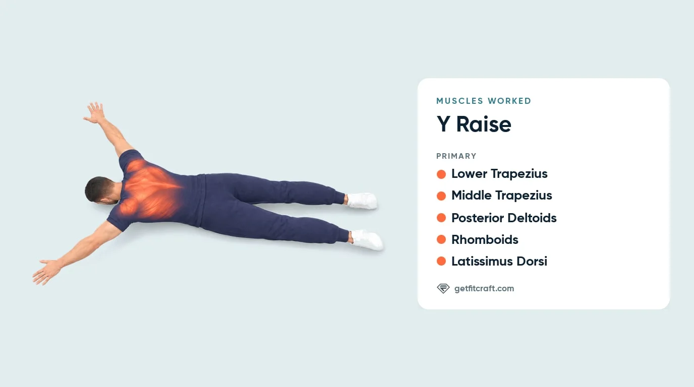 Prone Y raise muscles worked: lower and middle traps, rear delts, rhomboids and lats highlighted, face down in a Y