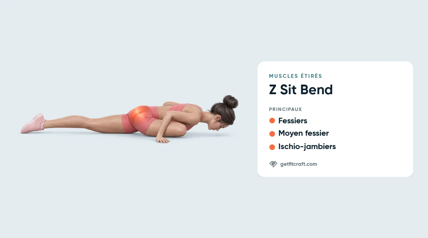 Muscles étirés dans le Z sit bend : fessiers et moyen fessier surlignés sur la hanche avant, ischio-jambiers indiqués