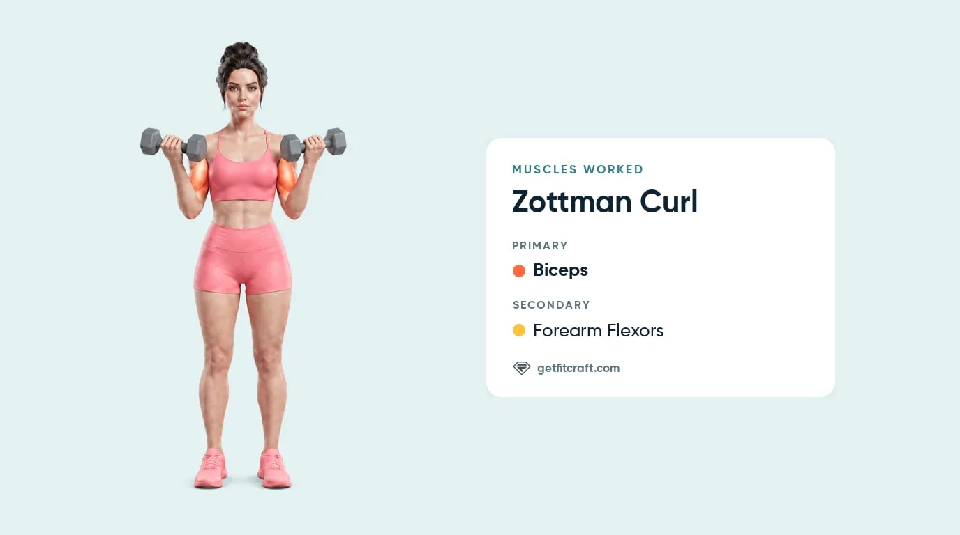 Zottman curl muscles worked, front view at the top of the curl: biceps highlighted, forearm flexors listed as secondary