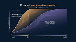 Creatine Loading vs Maintenance: What the Research Actually Shows