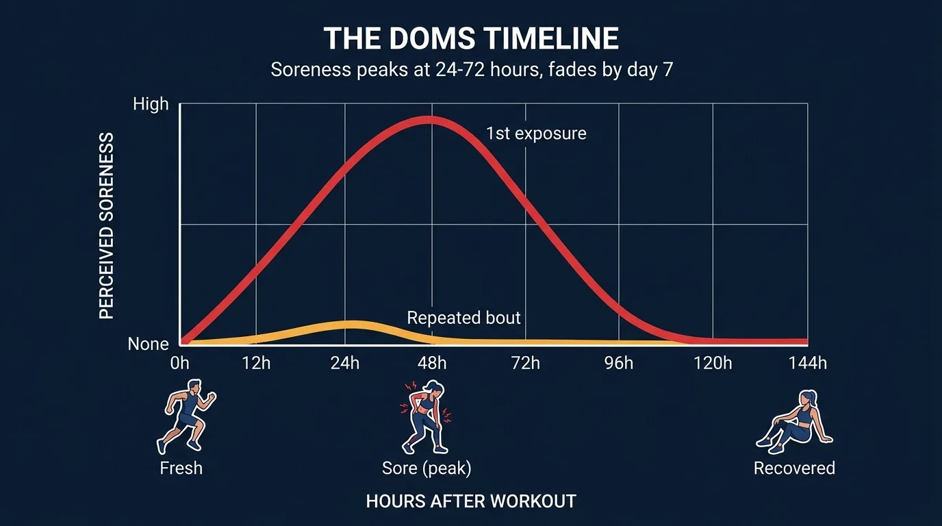 Editorial chart showing DOMS soreness intensity peaking at 24 to 72 hours after exercise and returning to baseline by day 5 to 7 with a smaller second-bout curve illustrating the repeated bout effect