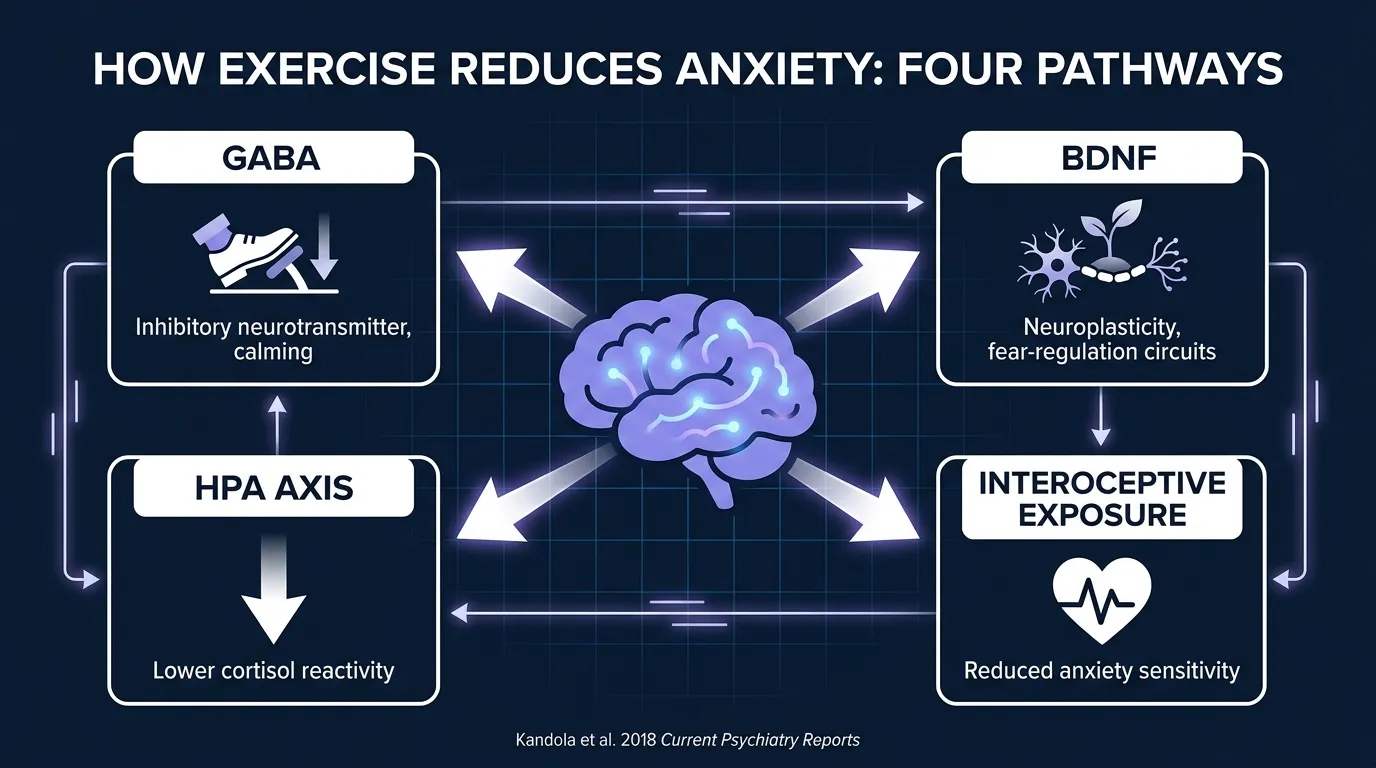 Diagram showing four biological pathways through which exercise reduces anxiety: GABA increase and inhibitory tone, BDNF and neuroplasticity, HPA axis downregulation and lower cortisol reactivity, and interoceptive exposure reducing anxiety sensitivity.