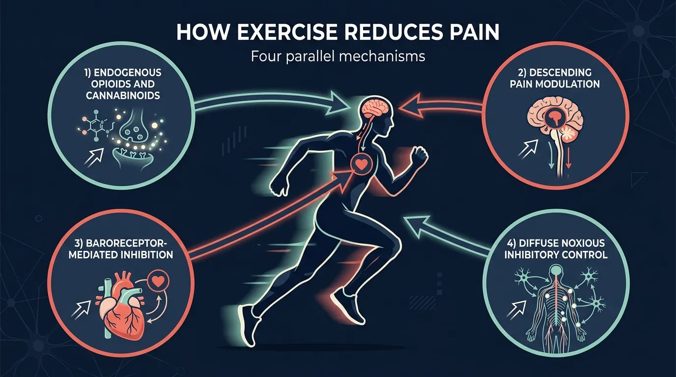 Diagramm der vier biologischen Wege der trainingsinduzierten Hypoalgesie. Das endogene Opioidsystem setzt Endorphine und Enkephaline frei. Das Endocannabinoid-System setzt Anandamid frei. Deszendierende Schmerzmodulation vom periaquäduktalen Grau im Hirnstamm. Barorezeptor-Aktivierung durch erhöhten Blutdruck, die Schmerzhemmung auslöst.