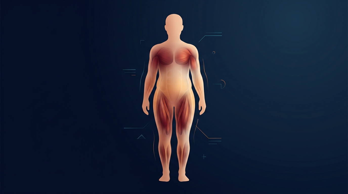 Ilustração conceitual de composição corporal mostrando a relação em camadas entre o tecido muscular magro e o tecido adiposo abaixo da pele